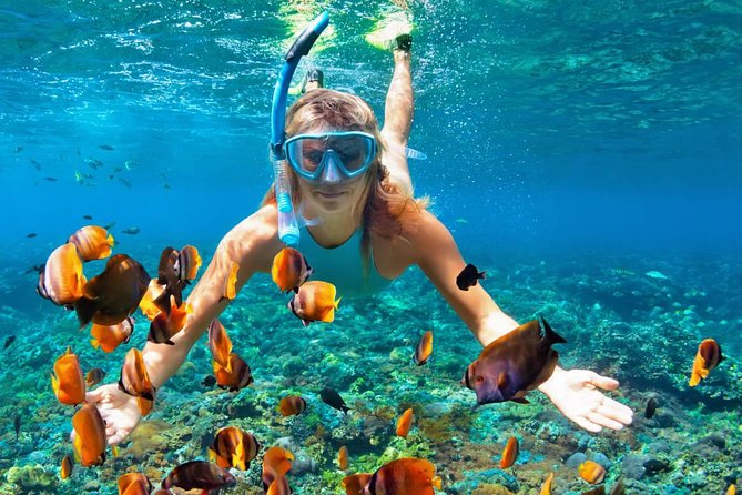 Scuba Diving on Catalina Island | 2 tanks, 2 spots - The Aquarium at 3 to 6 meters