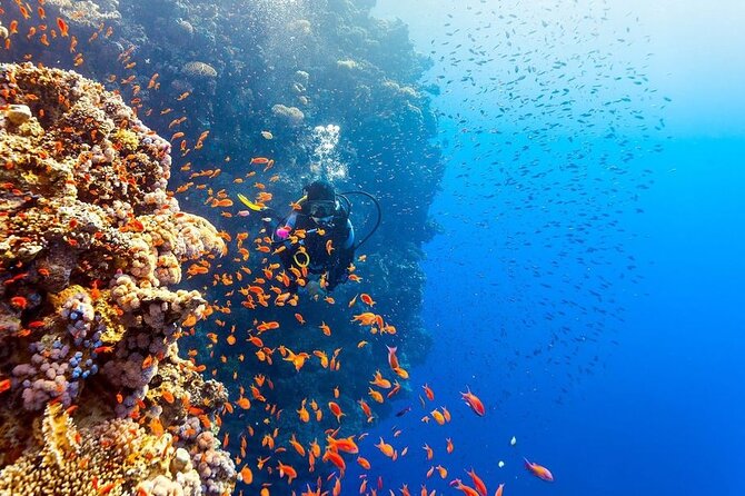 Scuba Diving Open Water PADI Course - Sharm El Sheikh - Days two and three: boat trips to Ras Muhammed