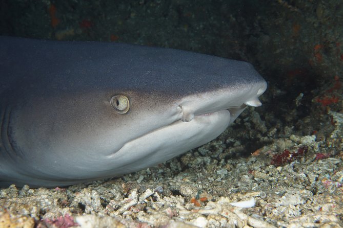 Scuba Diving Padangbai Shark Point 2 dives for certified divers - The early start from Kuta to Padangbai