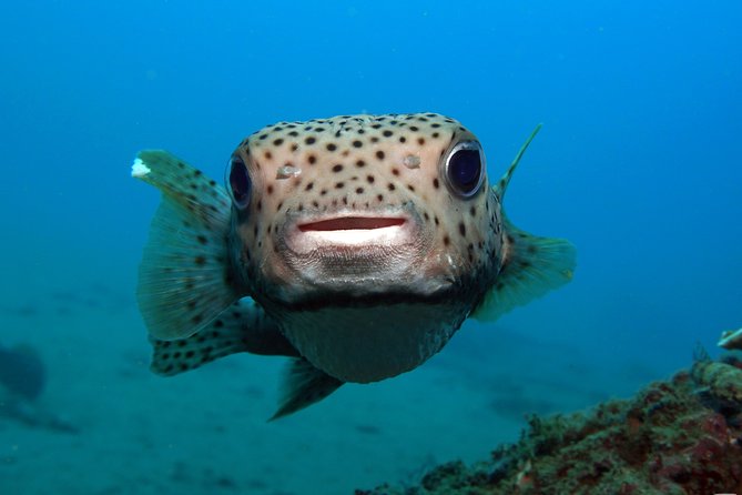 Scuba Diving Padangbai Shark Point 2 dives for certified divers - Blue Lagoon and Padangbai’s tiny creatures