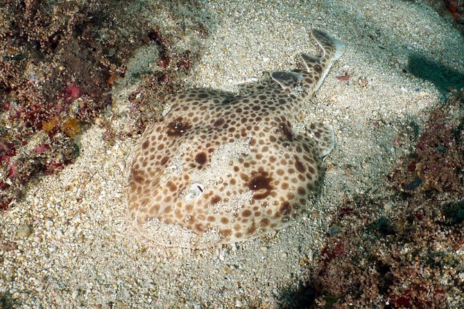 Scuba Diving Padangbai Shark Point 2 dives for certified divers - Lunch, showers, and the useful extras