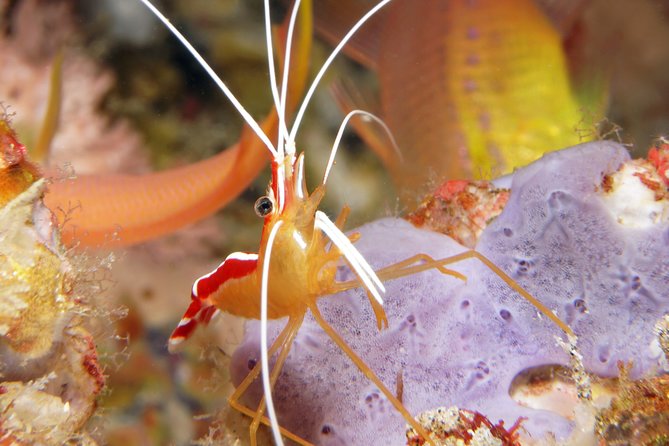 Scuba Diving Padangbai Shark Point 2 dives for certified divers - Is $158 a fair price?