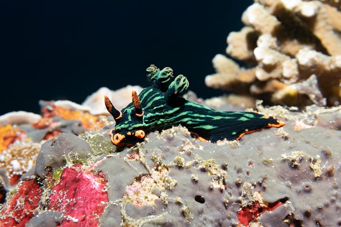 Scuba Diving Padangbai Shark Point 2 dives for certified divers - Who will enjoy this Padangbai outing?