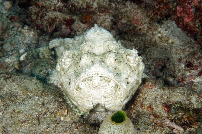 Scuba Diving Padangbai Shark Point 2 dives for certified divers - Final call: should you book it?
