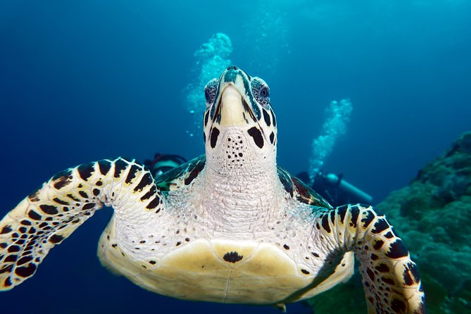 Scuba Diving Padangbai Shark Point 2 dives for certified divers - Shark Point: the best chance for larger animals