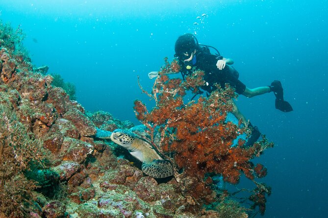 Scuba Diving Puerto Vallarta Undersea Arcos or Marietas - Leaving Marina Vallarta at 9 a.m.
