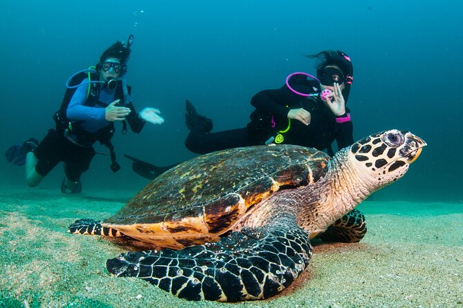 Scuba Diving Puerto Vallarta Undersea Arcos or Marietas - The guides are the strongest reason to book