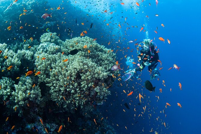 Scuba Diving Sea Trip with Lunch and Transfer from Hurghada - The first underwater session
