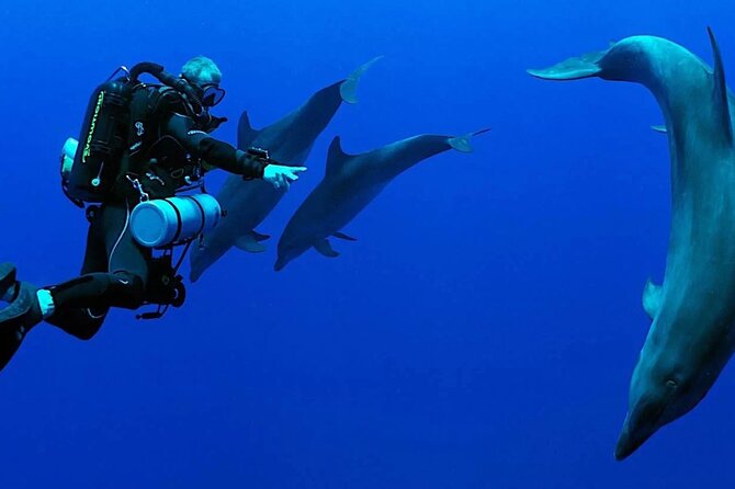 Scuba Diving Sea Trip with Lunch and Transfer from Hurghada - What the guides add to the day