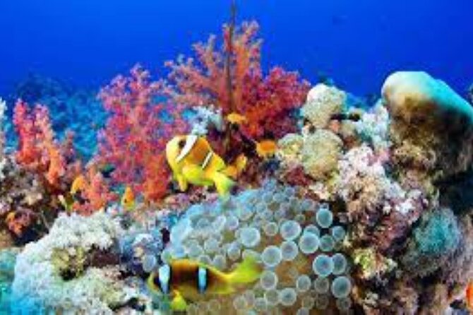 Scuba Diving Sea Trip with Lunch and Transfer from Hurghada - The real value of a $9.87 starting price