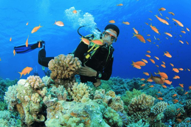 Scuba Diving Tour - Key things to know before booking