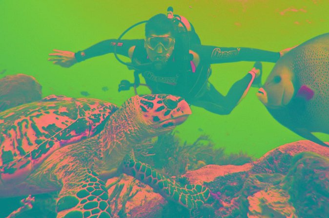 Scuba Diving Tour - Is $54.19 good value?