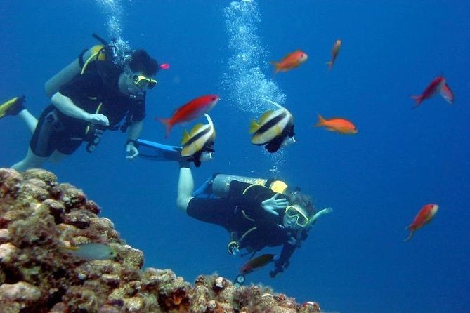 Scuba Diving Tour From Kusadasi / Selcuk - What 25 minutes underwater feels like