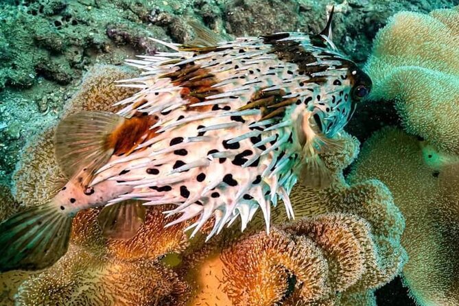 Scuba Diving Tour in Cham Island for certified divers or Beginners - Practical advice for making the day easier