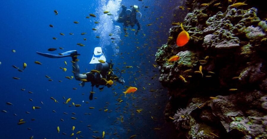Scuba Diving Tour with Transfer From Alanya and city of Side - The fish-feeding stop and underwater photography