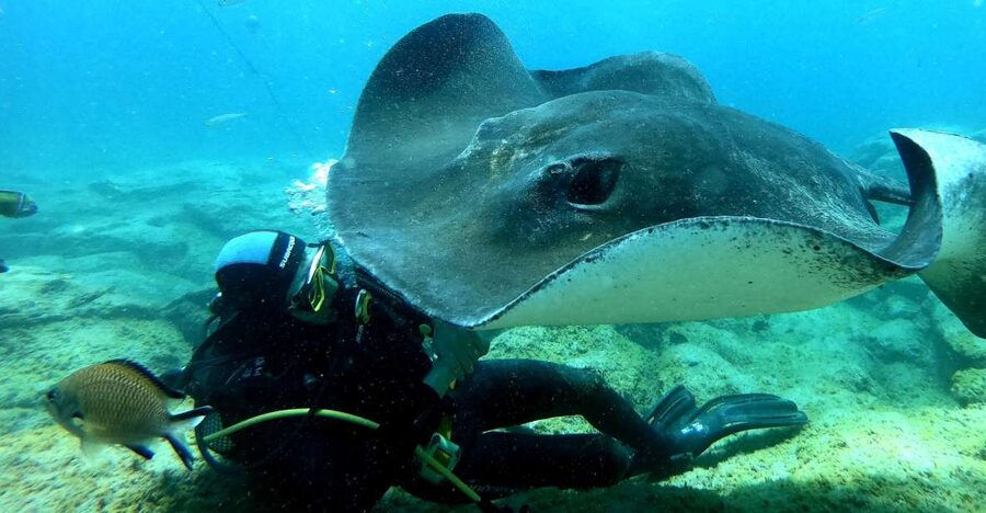 Scuba Diving trips for Certified Divers in Tenerife - Key points to know before booking