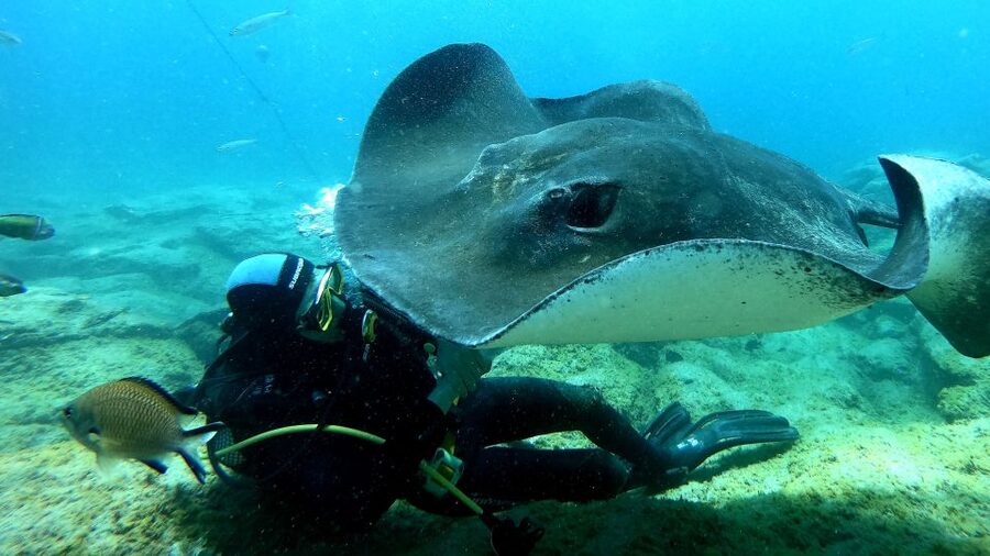 Scuba Diving trips for Certified Divers in Tenerife - Tenerife’s volcanic formations are the main attraction