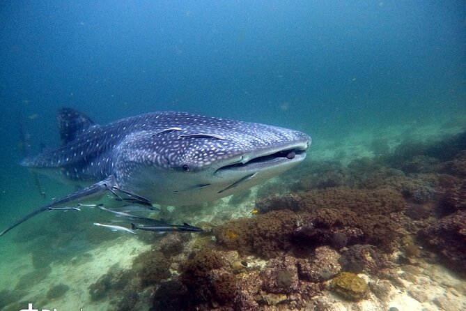 Scuba Diving Trips to Dimaniyat Islands - Setting out from Al Seeb Port in Seeb