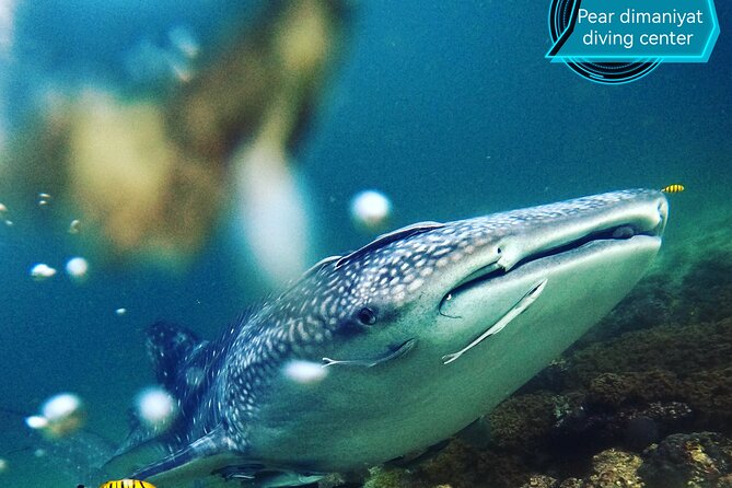 Scuba Diving Trips to Dimaniyat Islands - Is $176 a fair price?