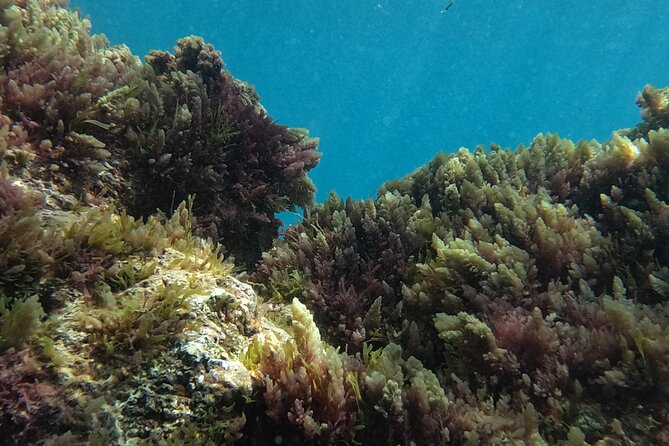 Scuba Diving try dive in Fuerteventura - Staff, languages, and the tone of the session