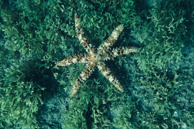 Scuba Diving try dive in Fuerteventura - Who will enjoy this most