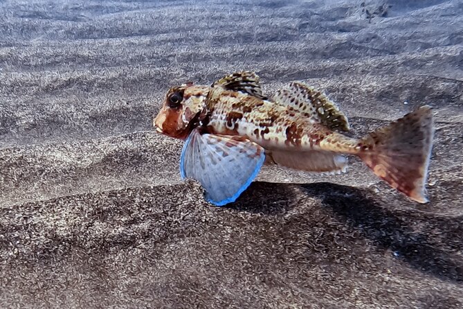 Scuba Diving try dive in Fuerteventura - The 30-minute briefing and equipment lesson