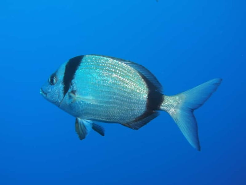 Scuba Diving - Tunnels & Caves - Cape Greco - private guided - Booking details worth knowing