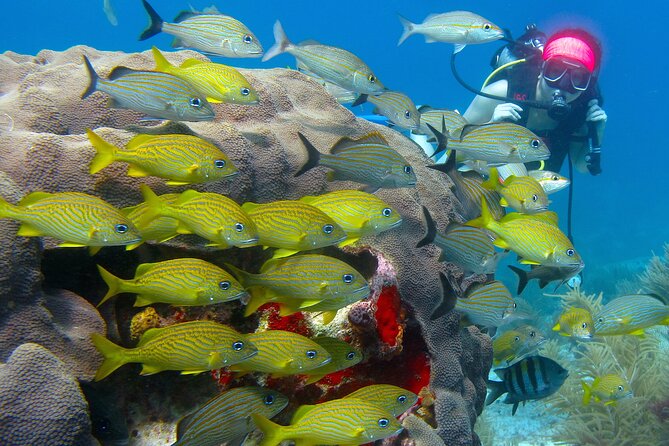 Scuba Diving Under Water Museum and Reef for beginners - Manchones Reef brings the marine life