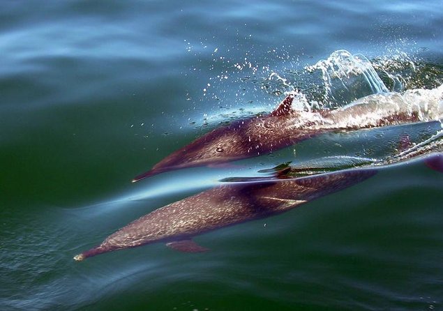 Scuba Diving with a 5-Star PADI Center in Puerto Vallarta - Key points before you book