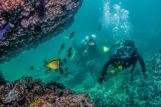 Scuba Diving with a 5-Star PADI Center in Puerto Vallarta - Two tanks, surface intervals, and the actual day