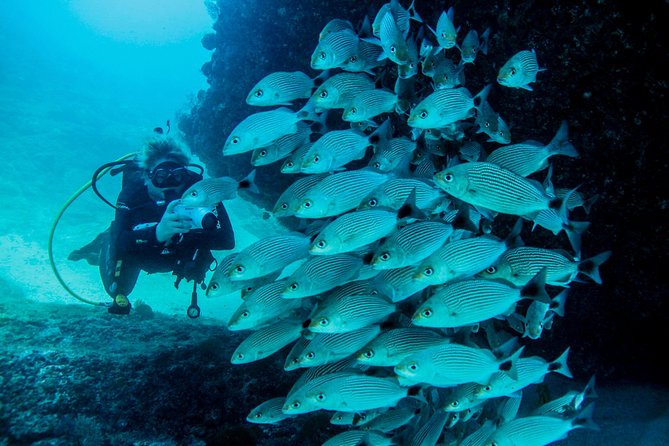 Scuba Diving with a 5-Star PADI Center in Puerto Vallarta - Who will enjoy this Puerto Vallarta scuba excursion?