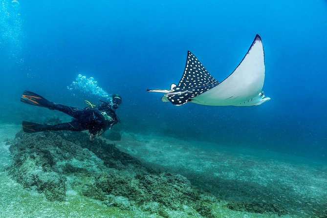 Scuba Diving with a 5-Star PADI Center in Puerto Vallarta - Starting at Puerto Mágico at 8:00 a.m.