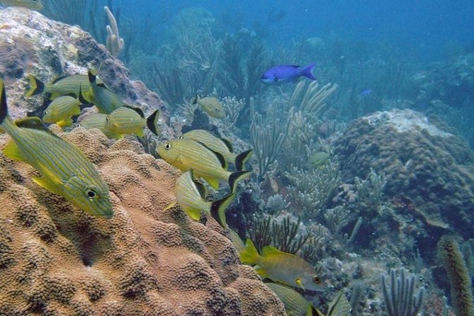 Scuba Doo Diving Experience in Punta Cana - The Scuba Doo idea: simple underwater fun