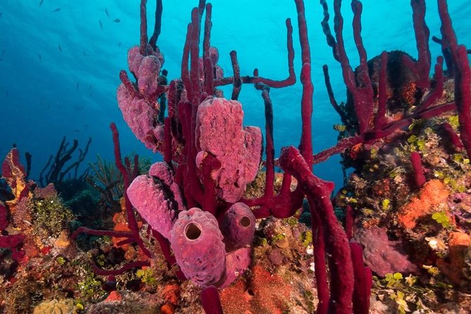 Scuba Doo Diving Experience in Punta Cana - Panoramic One and the glass-bottom view