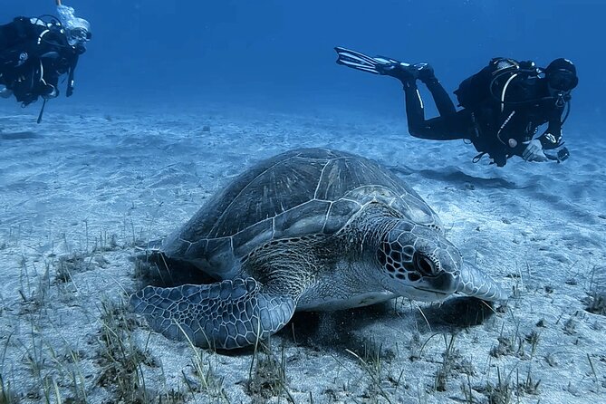 Scuba Experience in Tenerife with Guide - Tenerife’s volcanic rock below the surface