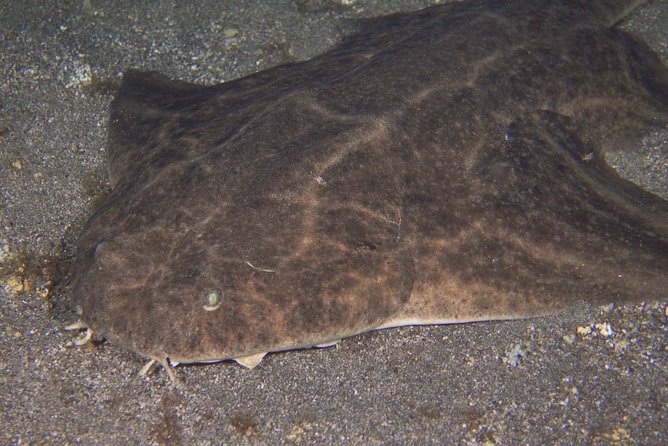 Scuba Night Dive on Tenerife - What makes Tenerife’s night sea life different