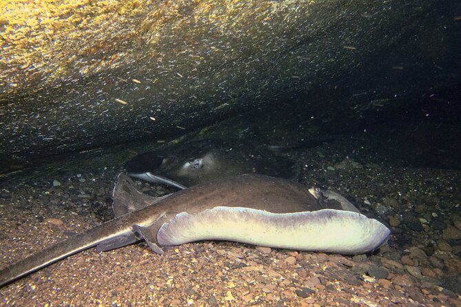 Scuba Night Dive on Tenerife - The people behind the session