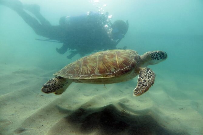 Scuba Tour for Certified Divers in San Juan - Key points at a glance