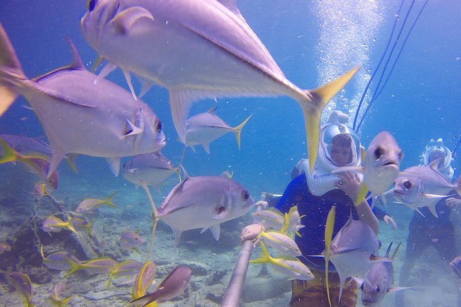 Sea Trek Helmet Dive at Coral World Ocean Park - Coral World admission adds useful value
