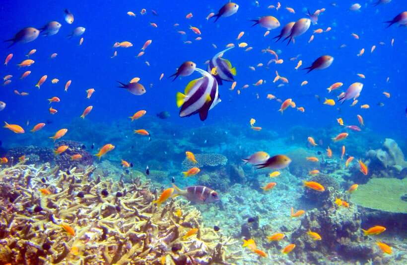 Semporna: Bohey 3 Islands Hike, Snorkel/Dive Tour with Lunch - Sibuan: a quieter final water stop