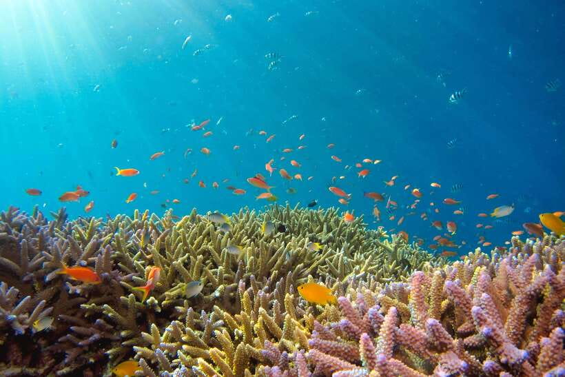 Semporna: Explore 3 Islands Tour Snorkel or Dive & Lunch - Mataking: a second chance for clear water