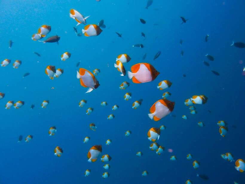 Semporna: Mabul and Kapalai Trip in Snorkel or Dive & Lunch - Lunch and the midday pause