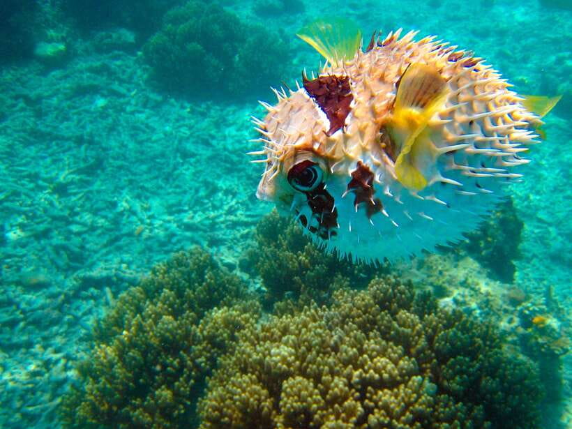 Semporna: Mabul and Kapalai Trip in Snorkel or Dive & Lunch - Who should book this day out