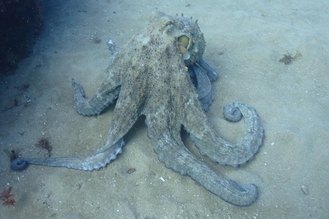 Sesimbra Dive Discovery - What the certificate does and does not mean