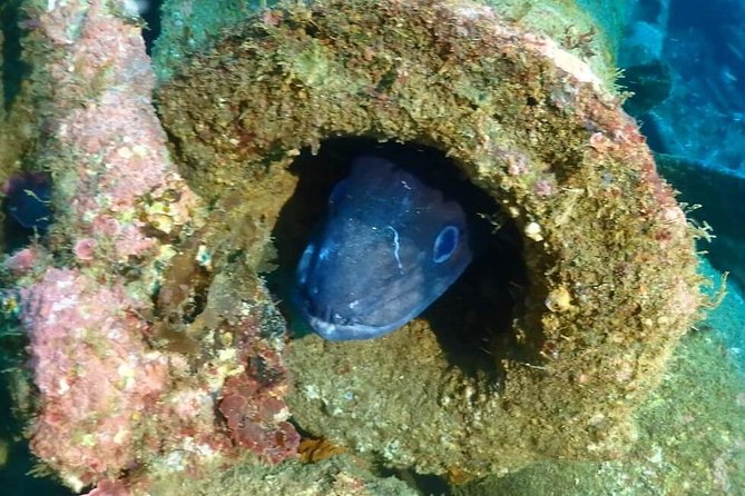 Sesimbra Dive Discovery - Who should book this experience?