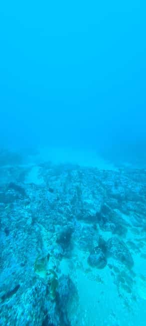 Sesimbra: First Scuba Diving Experience in the Ocean - Professor Luiz Saldanha Marine Park underwater