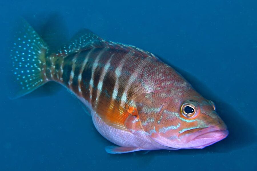 Sesimbra: Scuba Diving Experience for Beginners - What the Small Group Format Adds