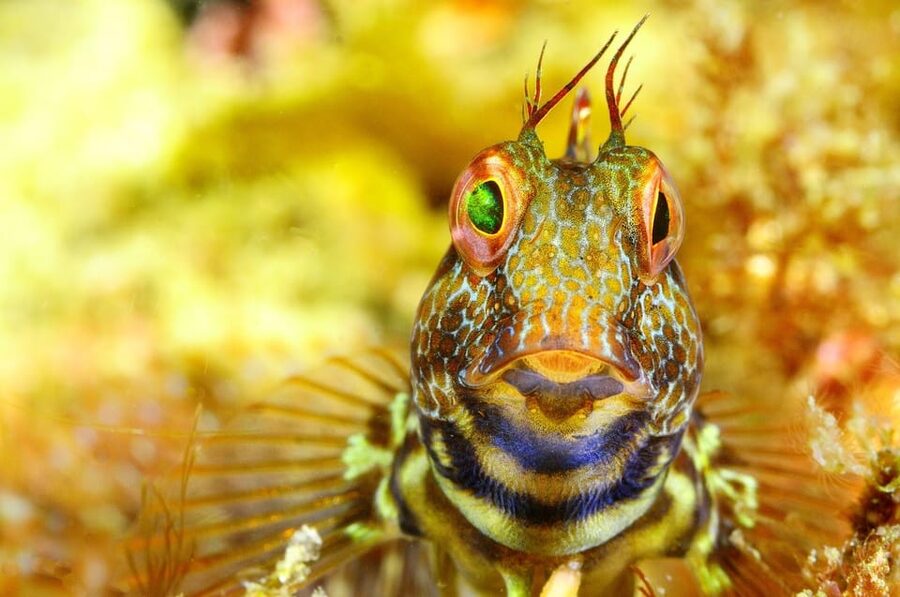Sesimbra: Scuba Diving Experience for Beginners - Marine Life Without the Pressure of Certification