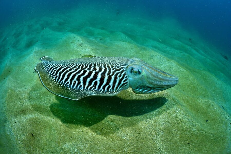 Sesimbra: Scuba Diving Experience for Beginners - Who Will Enjoy This Experience Most?