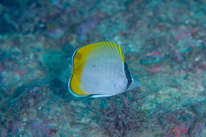 Shared Scuba Diving Trip in Kushimoto - English support from Hirotaka